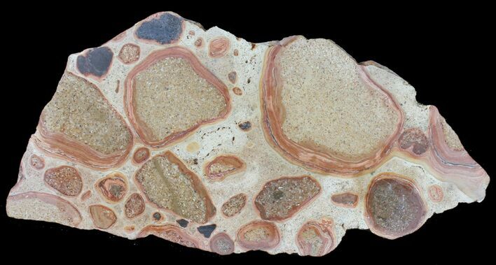 Polished Shark Bay Stromatolite Fossil - MYO #39053
